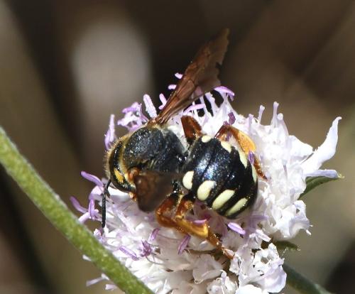 Réf. 233 111 : Rhodanthidium septemdentatum